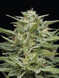 hella jelly strain feminized marijuana seeds