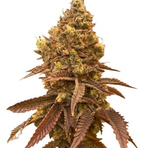 hellfire og strain feminized cannabis seeds