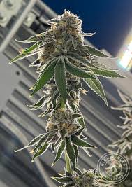 high fructose corn syrup strain feminized marijuana seeds