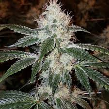 high octane strain feminized marijuana seeds