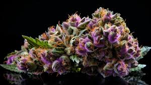 high society strain feminized marijuana seeds