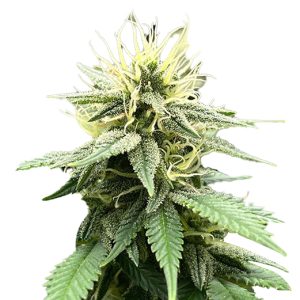 hilly billy jean strain feminized cannabis seeds