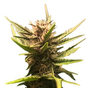 himalaya gold strain feminized cannabis seeds