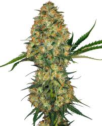 hindu kush feminized cannabis seeds