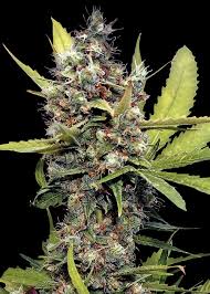 honey buns strain feminized marijuana seeds