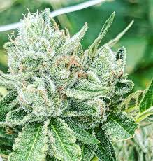 hood candy strain feminized marijuana seeds