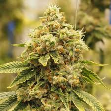 horchata strain feminized marijuana seeds