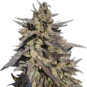 ice cream breath strain feminized cannabis seeds