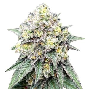ice cream cake strain feminized cannabis seeds