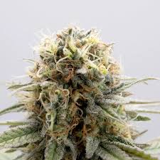 ice cream candy strain feminized marijuana seeds