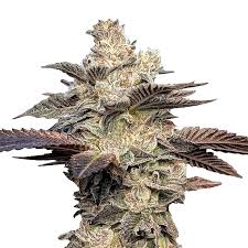 ice cream gelato strain feminized marijuana seeds