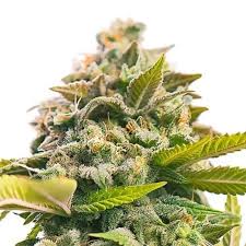 ice cream man strain feminized marijuana seeds