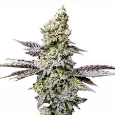 ice cream runtz strain feminized marijuana seeds