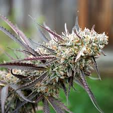 ice strain feminized marijuana seeds