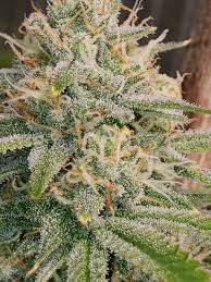 inzane strain feminized marijuana seeds