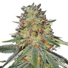 jack frost strain feminized marijuana seeds