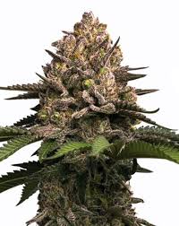jealousy strain feminized marijuana seeds