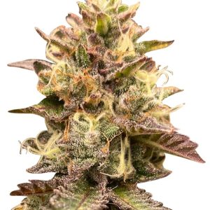 jelly bean strain feminized cannabis seeds
