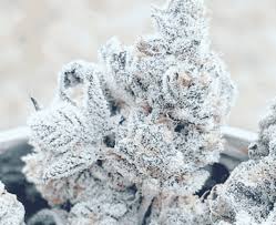jelly breath strain feminized marijuana seeds
