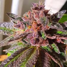 jelly donut strain feminized marijuana seeds