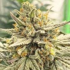 joker strain feminized marijuana seeds