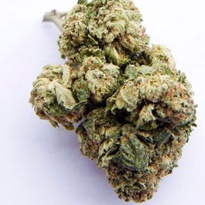 jokerz 31 strain feminized marijuana seeds