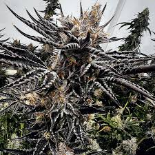 jokerz strain feminized marijuana seeds