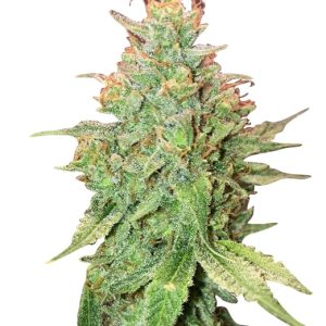 kalashnikov strain feminized cannabis seeds