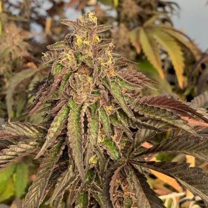 key lime pie strain feminized marijuana seeds