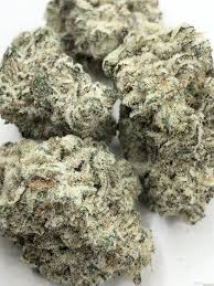 khalifa mints strain feminized marijuana seeds
