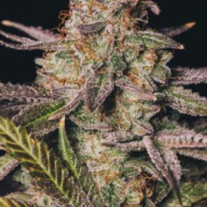 king’s kush feminized cannabis seeds