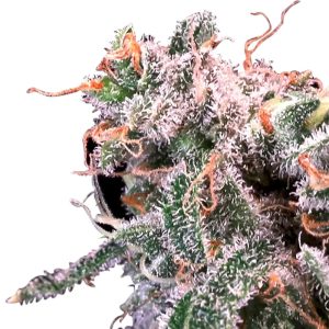 kombucha cream strain feminized cannabis seeds