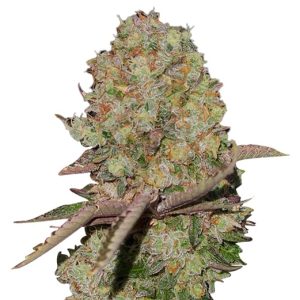kosher cookies strain feminized cannabis seeds