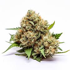 kosher kush feminized cannabis seeds