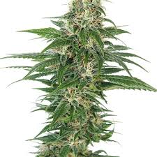 krypto chronic strain feminized marijuana seeds