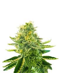 kush cake strain feminized marijuana seeds
