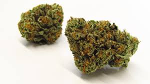 laughing gas strain feminized marijuana seeds