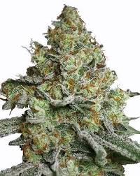 lava cake strain feminized marijuana seeds