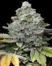 layer cake strain feminized marijuana seeds