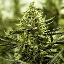 lemon cake strain feminized marijuana seeds