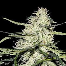lemon cheesecake strain feminized marijuana seeds