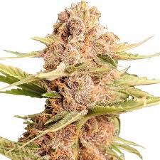 lemon cherry gelato strain feminized marijuana seeds