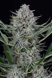 lemon cookies strain feminized marijuana seeds
