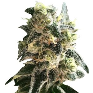 lemon diesel strain feminized cannabis seeds