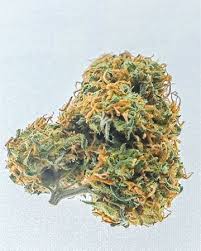 lemon g strain feminized marijuana seeds