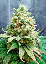 lemon garlic strain feminized cannabis seeds