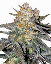 lemon gelato strain feminized marijuana seeds