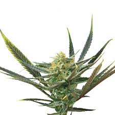 lemon haze diesel feminized cannabis seeds