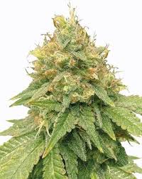lemon haze strain feminized marijuana seeds