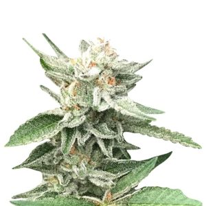 lemon sherbert strain feminized cannabis seeds